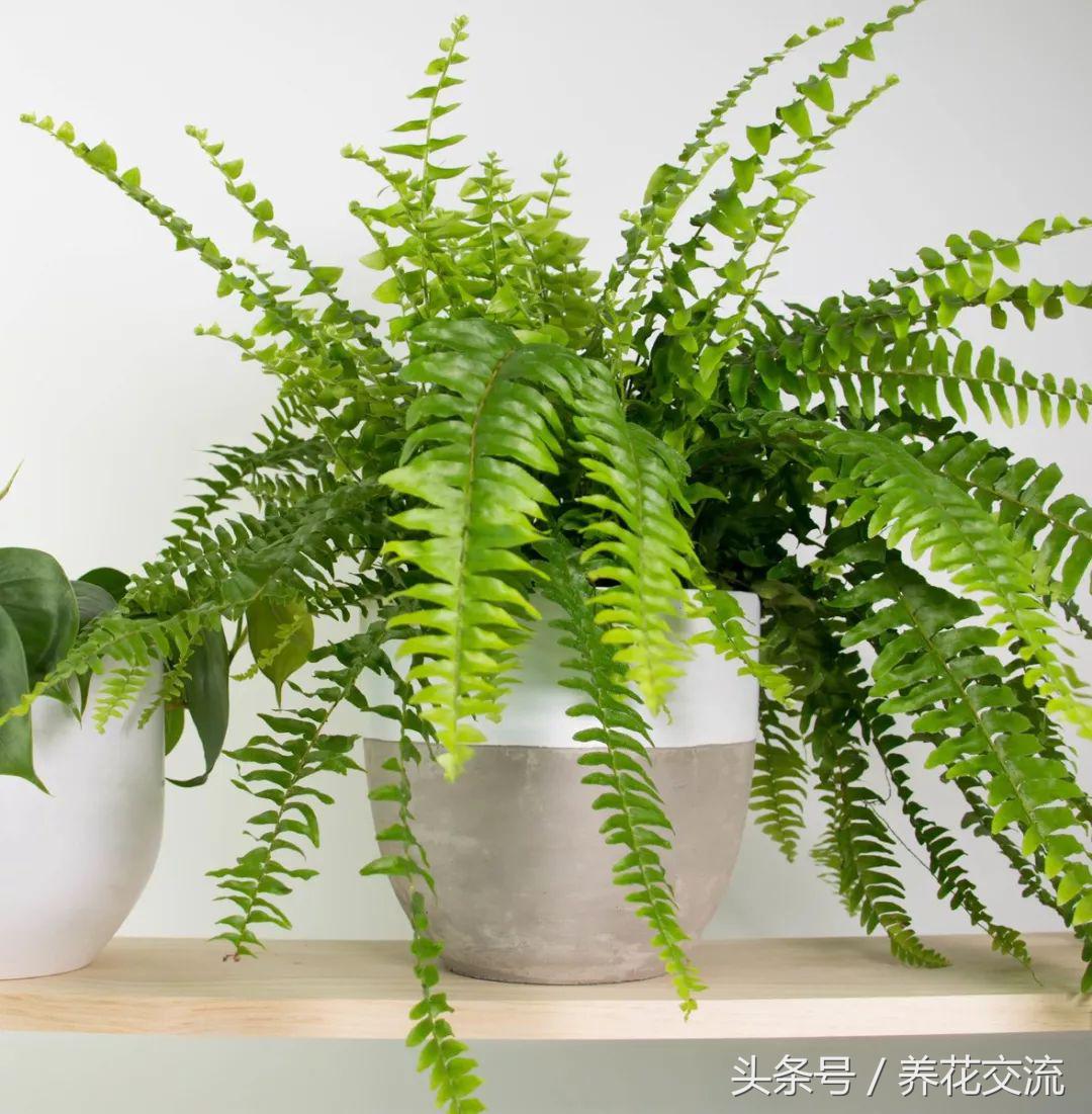 可以净化空气的室内盆栽植物水培,10种能吸甲醛净化空气的盆栽