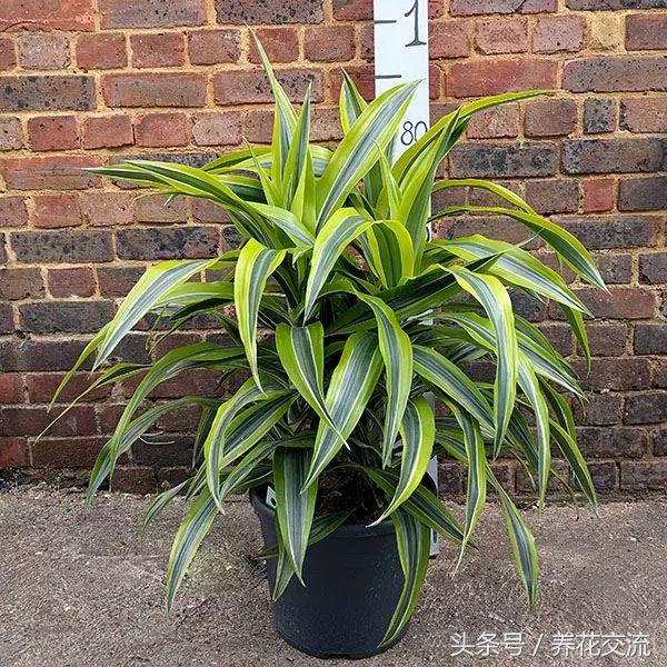 可以净化空气的室内盆栽植物水培,10种能吸甲醛净化空气的盆栽