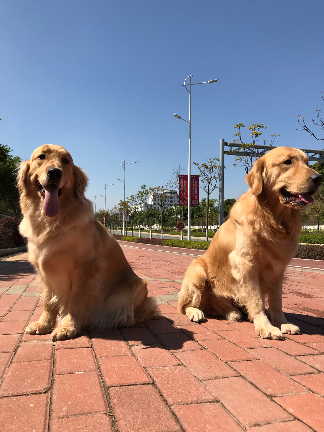 金毛不吃不喝是什么病,金毛细小病在家怎么治疗