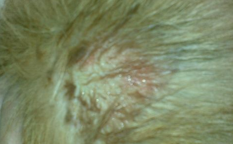 金毛不吃不喝是什么病,金毛细小病在家怎么治疗