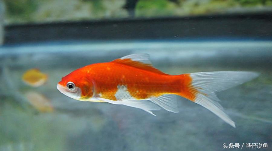 国粹金鱼的小尴尬:国外的金鱼招摇过市,国产的金鱼左右为难
