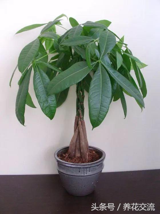 家里盆栽发财树叶子枯萎怎么养护,家里的发财树叶子枯萎怎么办