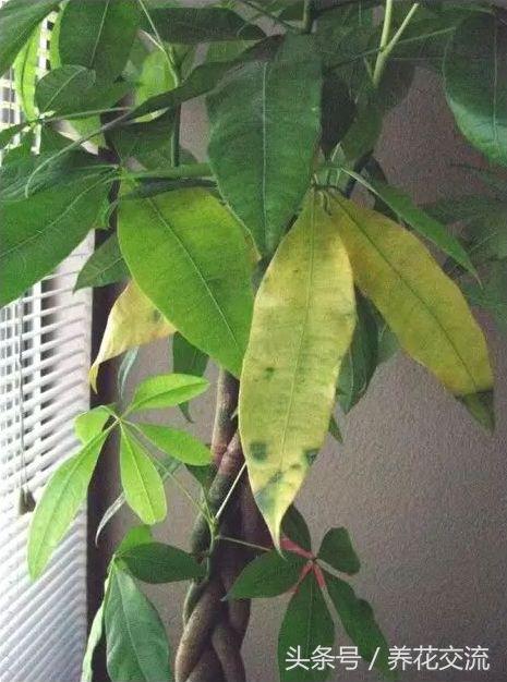 家里盆栽发财树叶子枯萎怎么养护,家里的发财树叶子枯萎怎么办