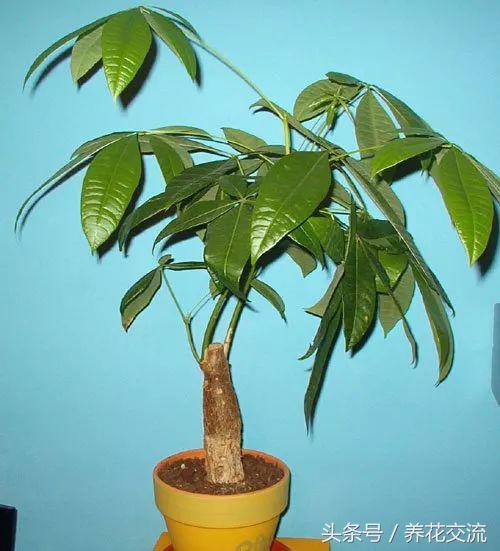 家里盆栽发财树叶子枯萎怎么养护,家里的发财树叶子枯萎怎么办