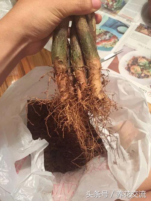 家里盆栽发财树叶子枯萎怎么养护,家里的发财树叶子枯萎怎么办