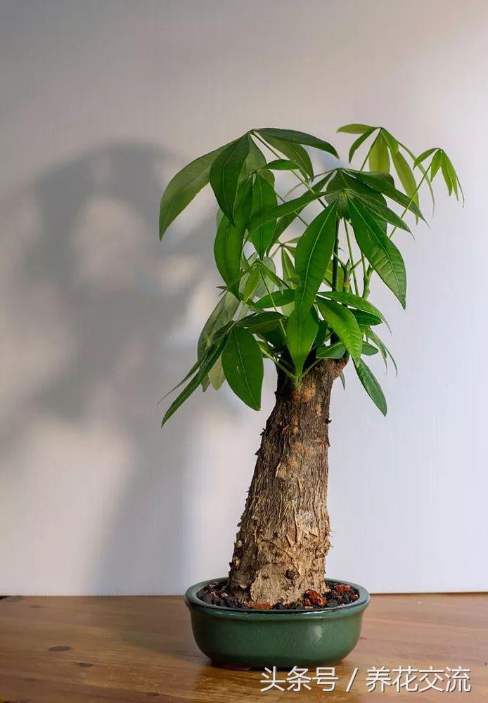 家里盆栽发财树叶子枯萎怎么养护,家里的发财树叶子枯萎怎么办