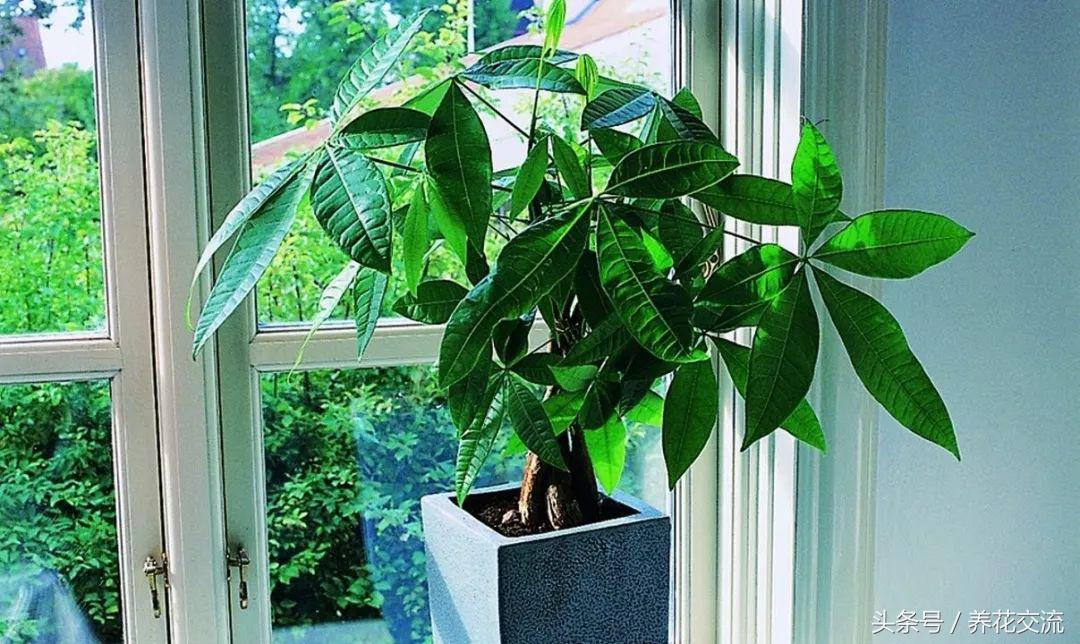 家里盆栽发财树叶子枯萎怎么养护,家里的发财树叶子枯萎怎么办