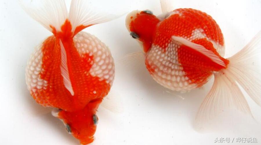 国粹金鱼的小尴尬:国外的金鱼招摇过市,国产的金鱼左右为难