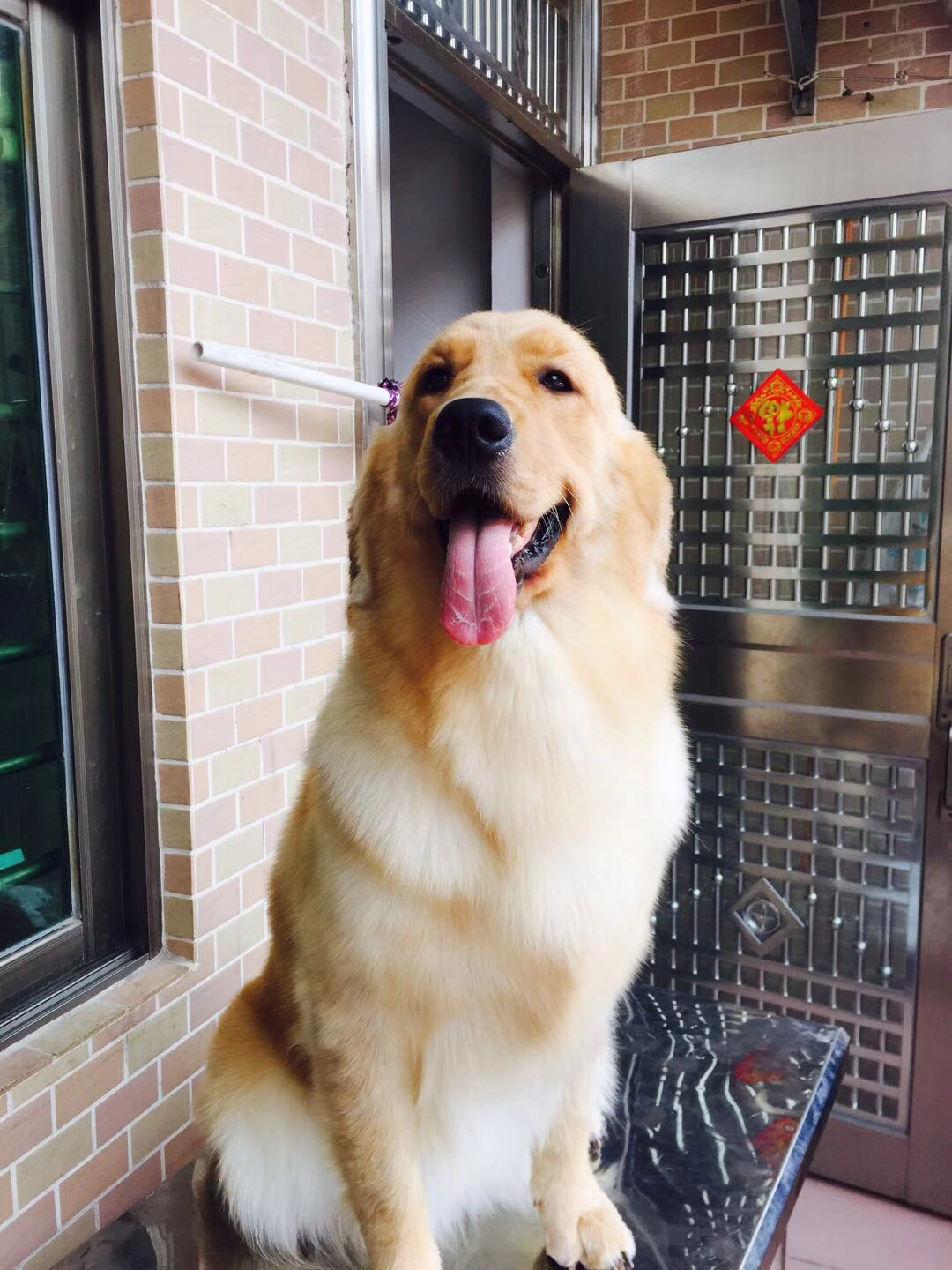 金毛不吃不喝是什么病,金毛细小病在家怎么治疗