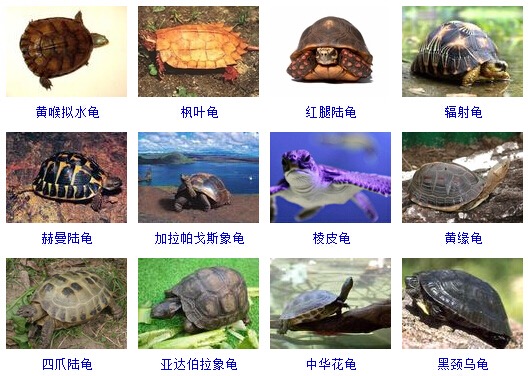 最完整的龟的种类图片大全,常见龟类品种大全图片及名称