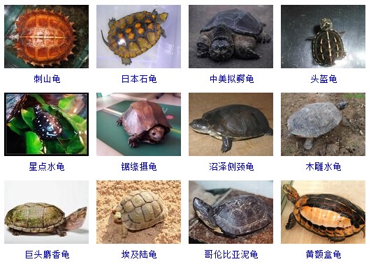 最完整的龟的种类图片大全,常见龟类品种大全图片及名称