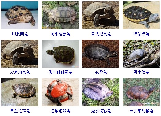 最完整的龟的种类图片大全,常见龟类品种大全图片及名称