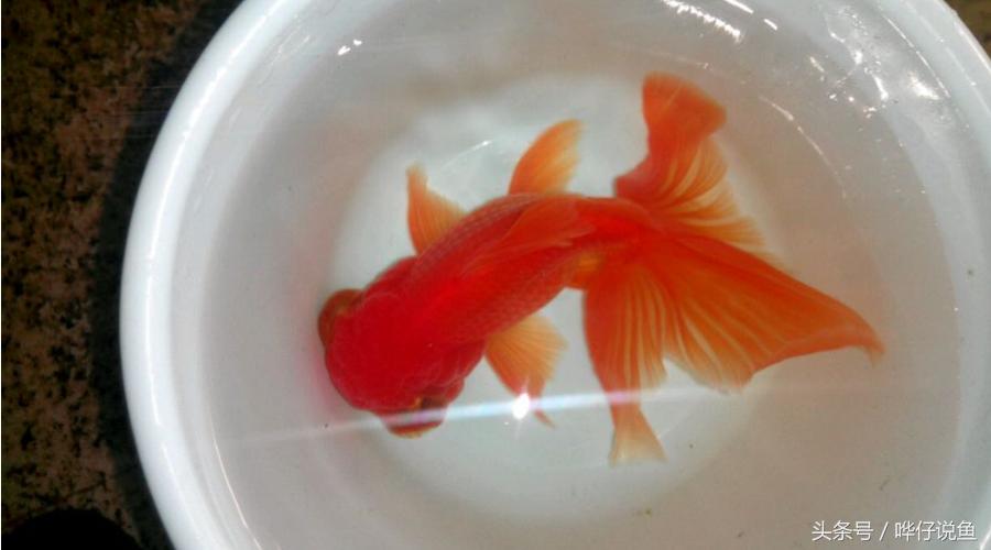 国粹金鱼的小尴尬:国外的金鱼招摇过市,国产的金鱼左右为难