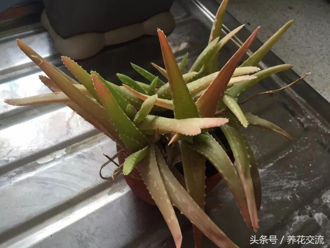 芦荟叶片怎么变绿,芦荟叶片变软变为褐色
