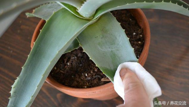 芦荟叶片怎么变绿,芦荟叶片变软变为褐色