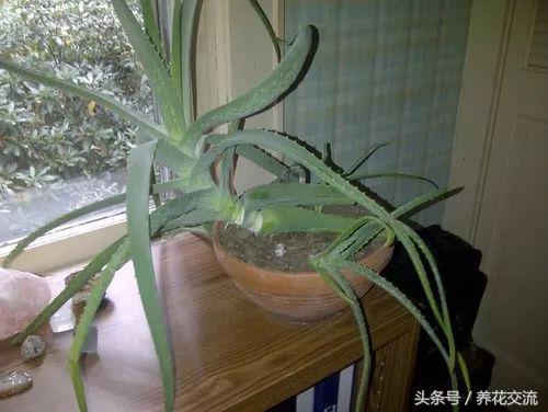 芦荟叶片怎么变绿,芦荟叶片变软变为褐色