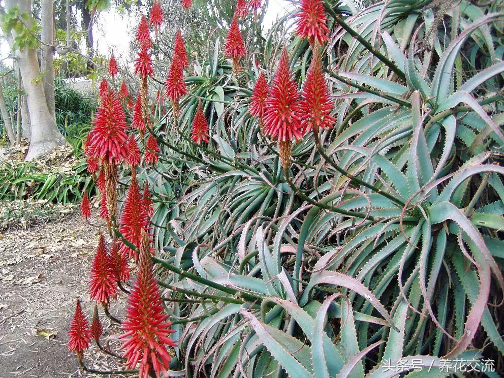 芦荟叶片怎么变绿,芦荟叶片变软变为褐色