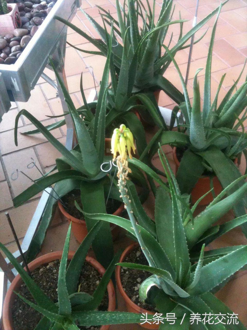 芦荟叶片怎么变绿,芦荟叶片变软变为褐色