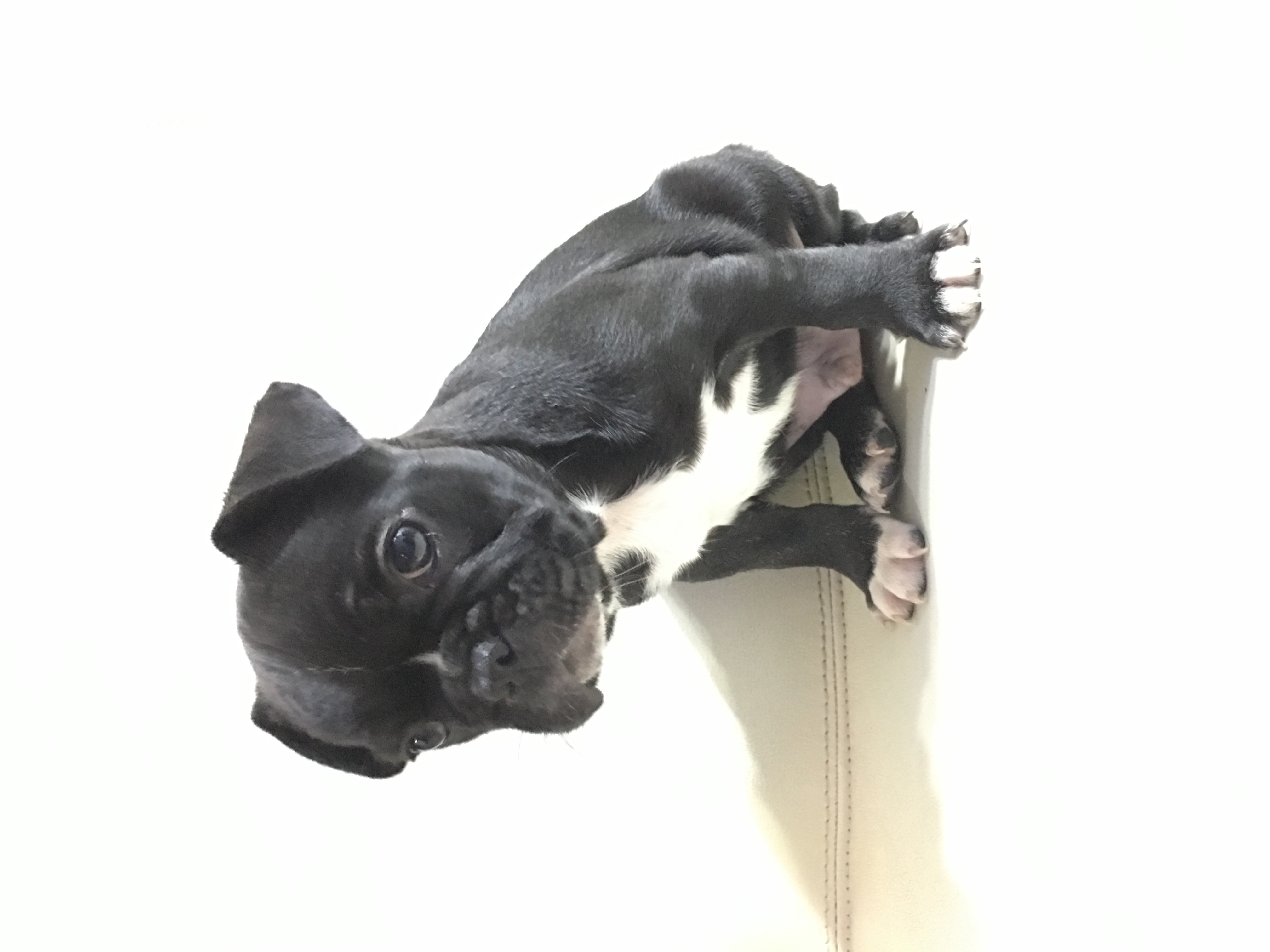 法斗皮肤病一直治不好怎么办,法斗皮肤病治疗多少钱