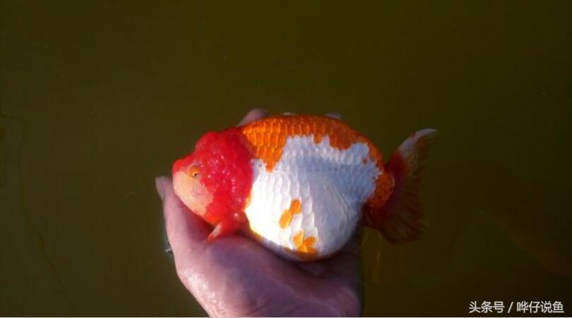 国粹金鱼的小尴尬:国外的金鱼招摇过市,国产的金鱼左右为难