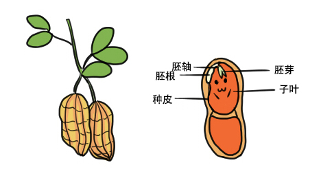 花生浸泡后出现粘液,花生浸泡后要发芽的表现