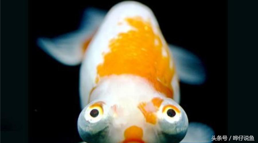 国粹金鱼的小尴尬:国外的金鱼招摇过市,国产的金鱼左右为难
