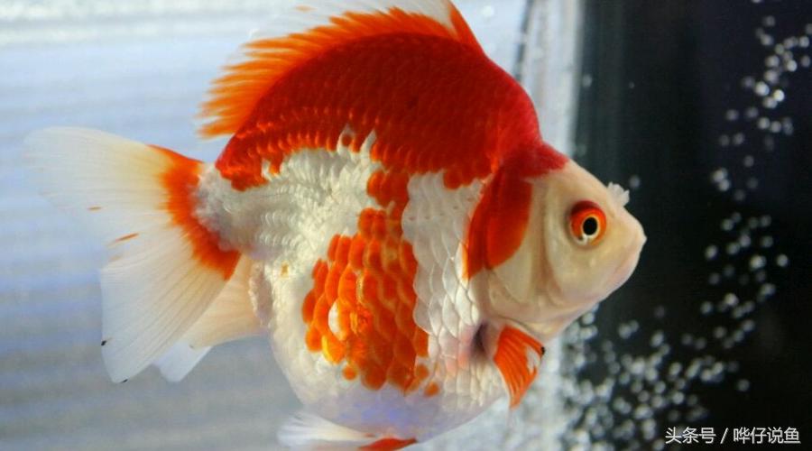 国粹金鱼的小尴尬:国外的金鱼招摇过市,国产的金鱼左右为难