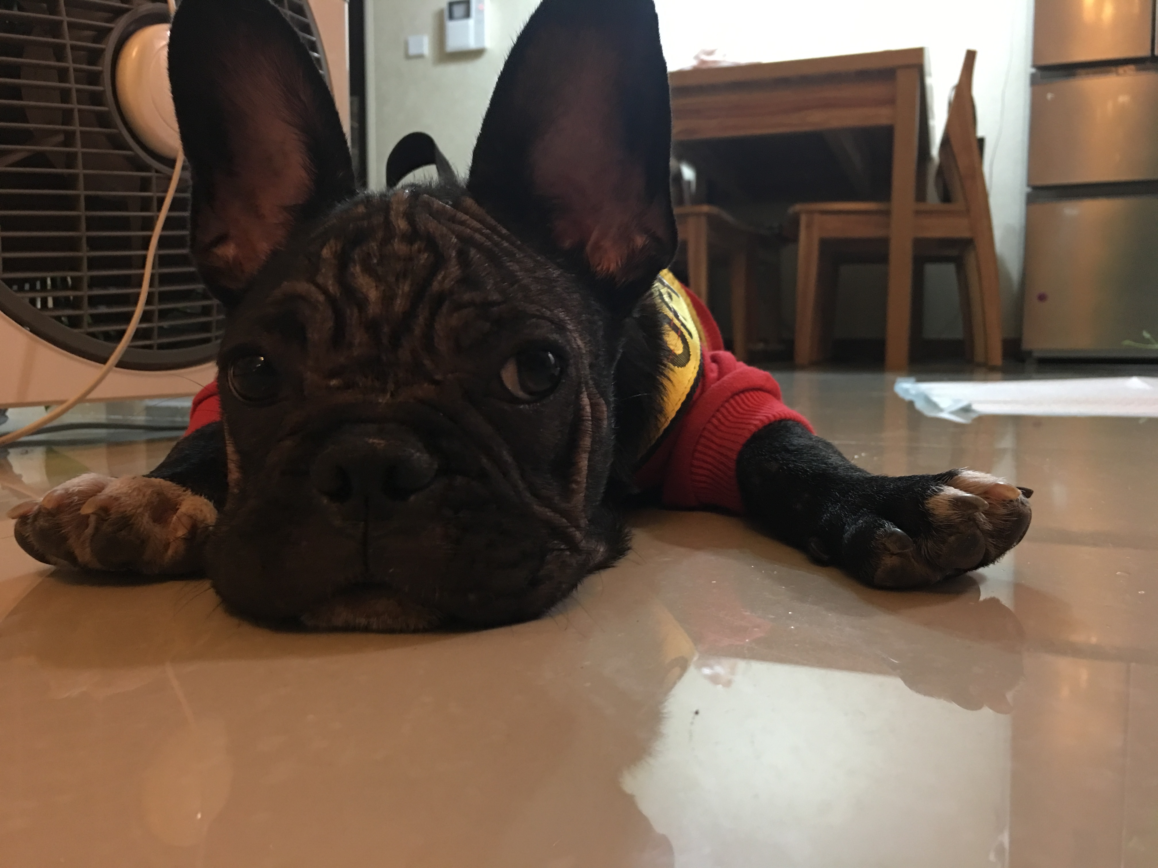 法斗皮肤病一直治不好怎么办,法斗皮肤病治疗多少钱