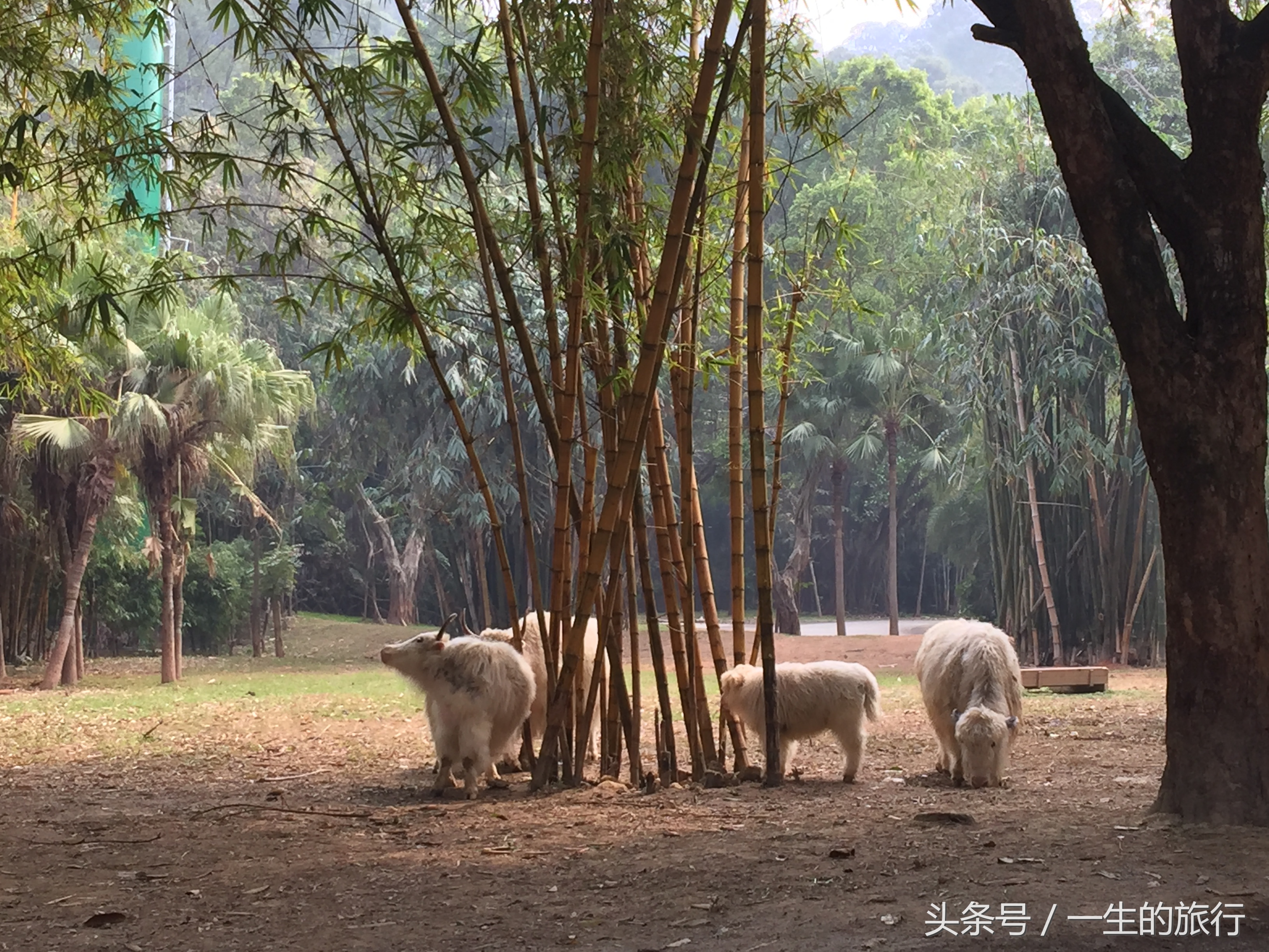 世界上真的有最大的动物园吗,二十元门票的动物园真的很实惠
