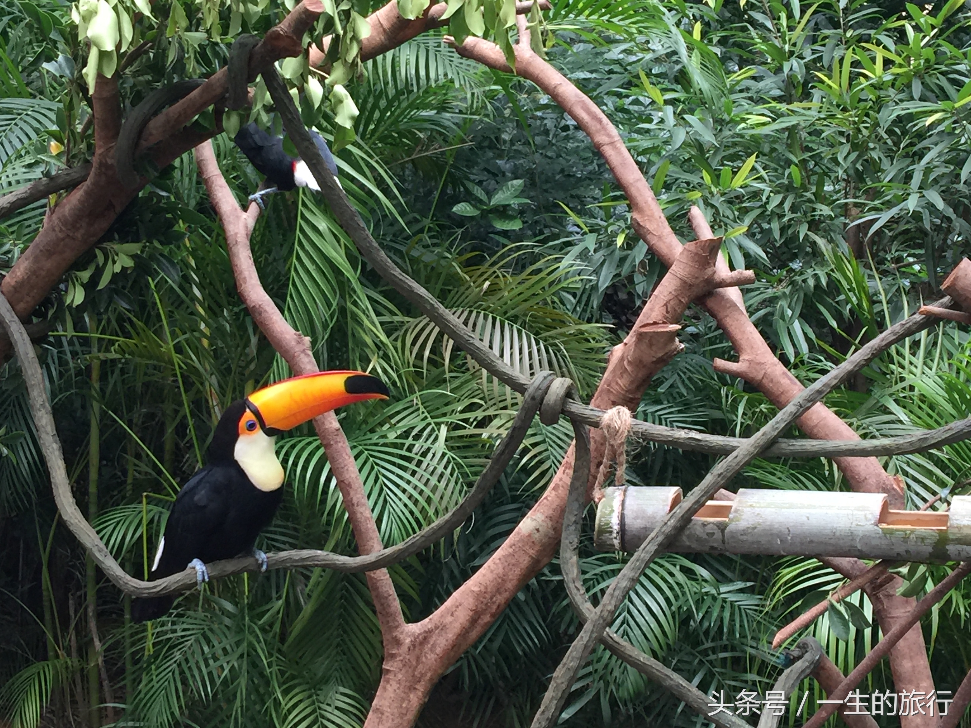 世界上真的有最大的动物园吗,二十元门票的动物园真的很实惠