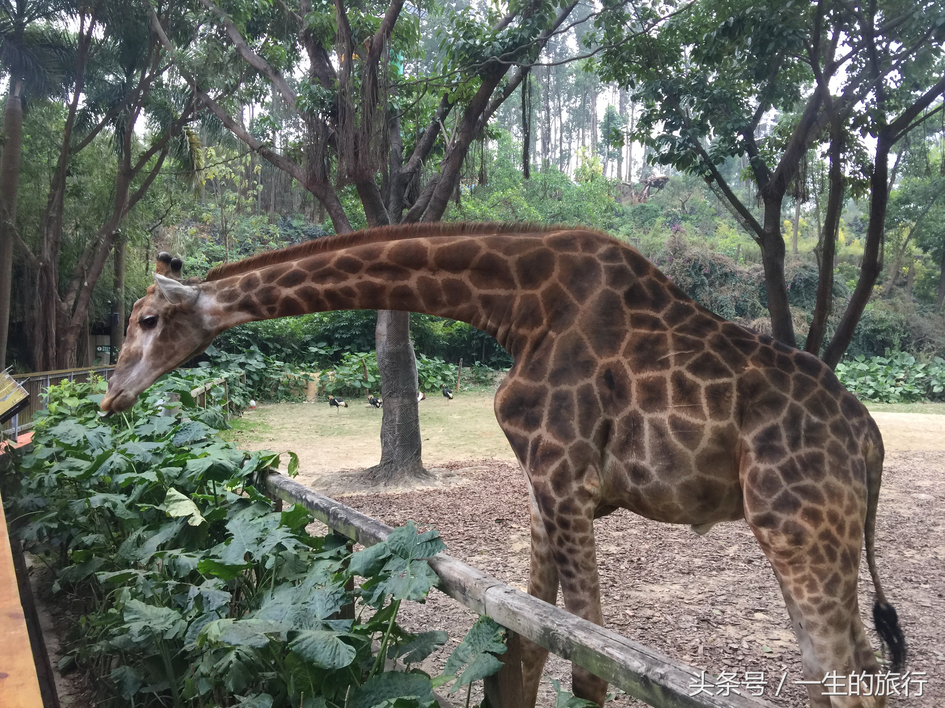 世界上真的有最大的动物园吗,二十元门票的动物园真的很实惠