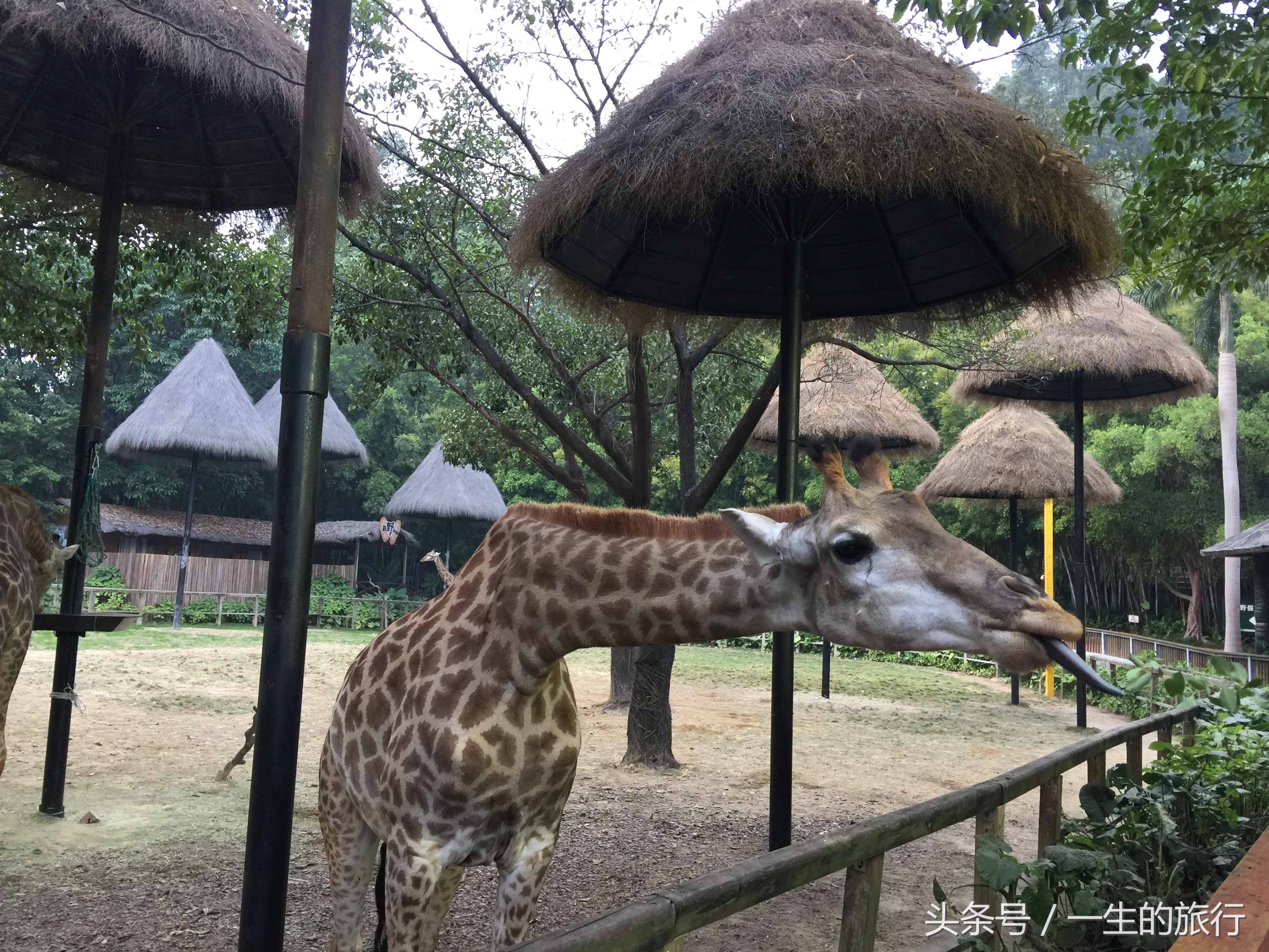 世界上真的有最大的动物园吗,二十元门票的动物园真的很实惠