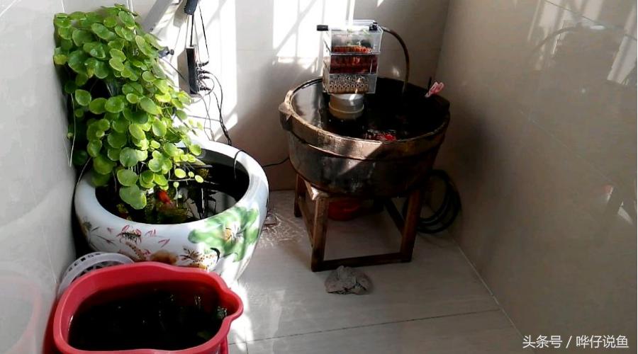 国粹金鱼的小尴尬:国外的金鱼招摇过市,国产的金鱼左右为难