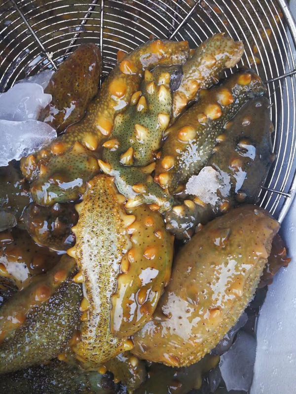 海参真实吗,海参到底是什么东西啊