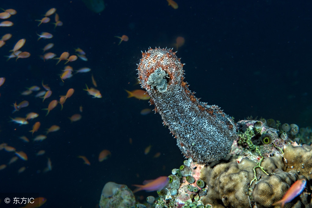 海参真实吗,海参到底是什么东西啊