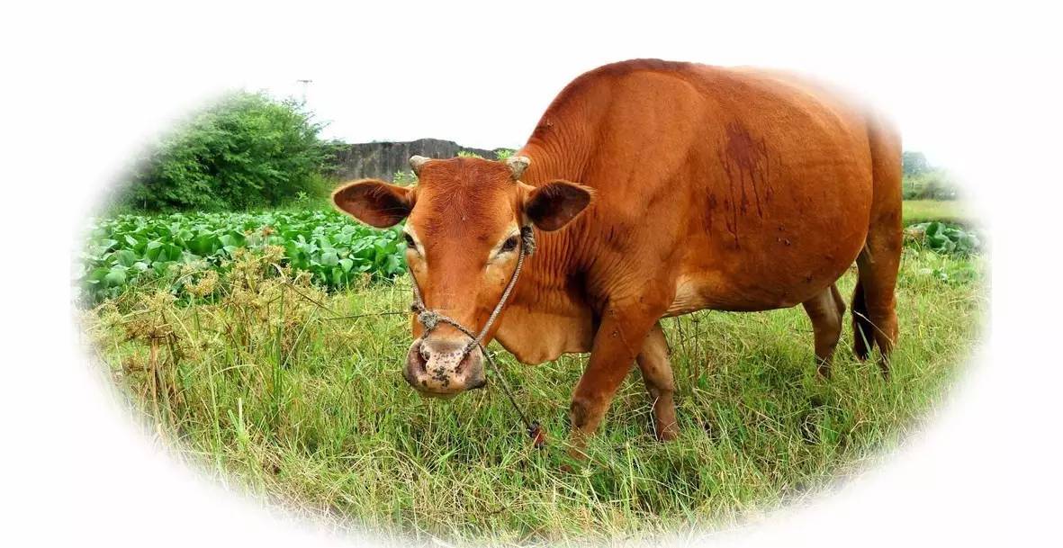 属牛的人晚年和婚姻运势,属牛运势最好的是哪几年