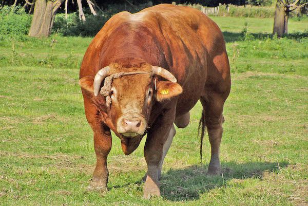 属牛的人晚年和婚姻运势,属牛运势最好的是哪几年