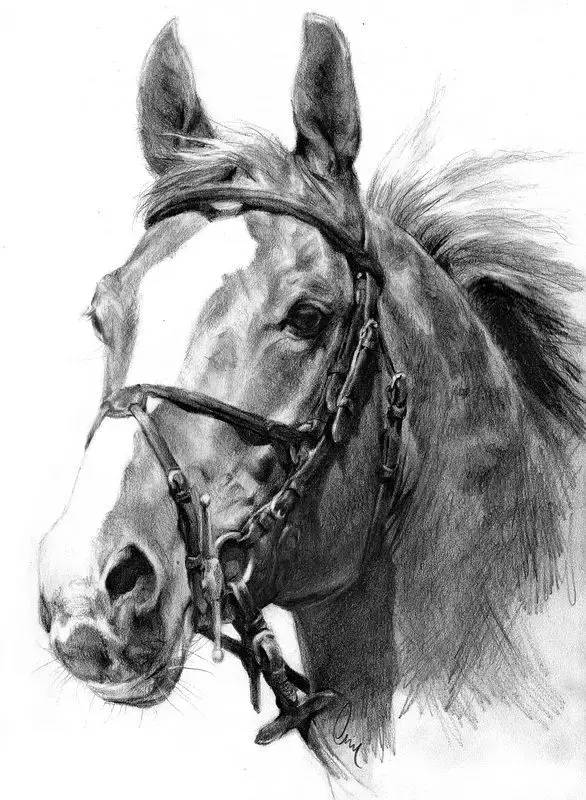 画一个简单又好看的马,教你一分钟画马