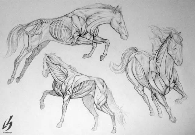 画一个简单又好看的马,教你一分钟画马