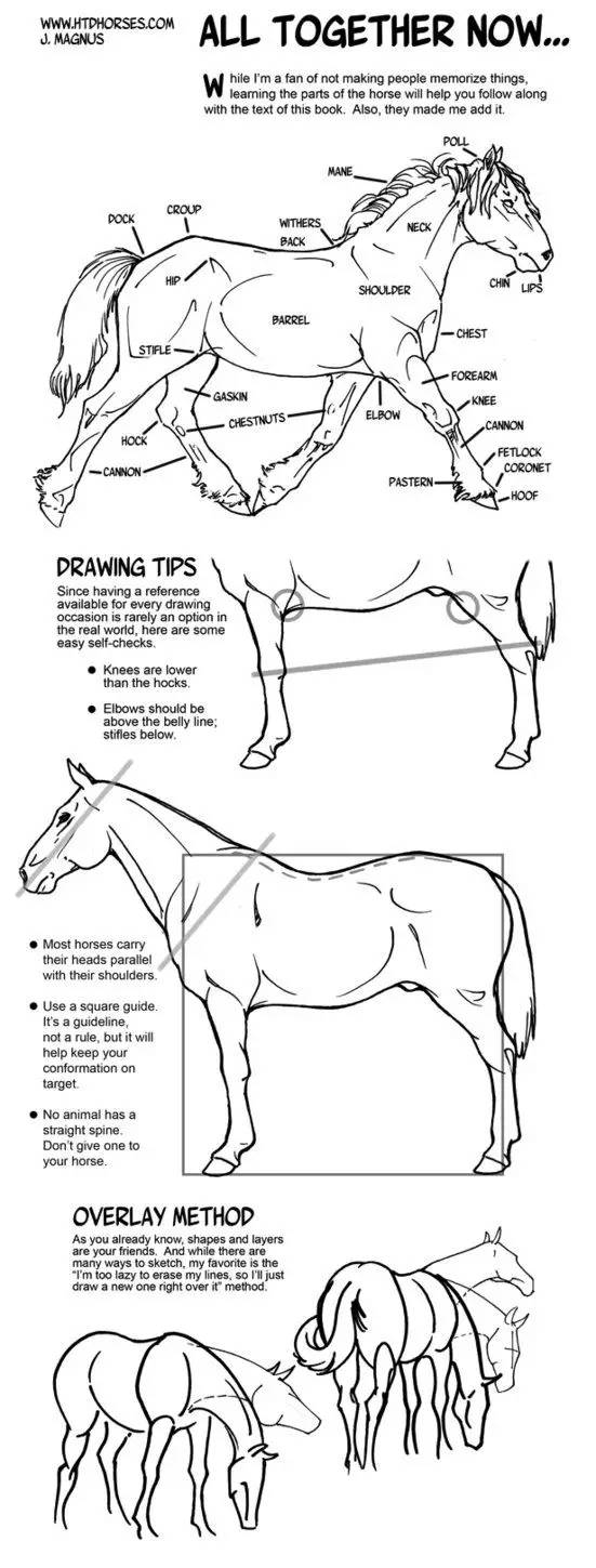 画一个简单又好看的马,教你一分钟画马