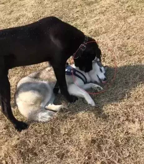 哈士奇跟卡斯罗打架谁最厉害,哈士奇遇上博美