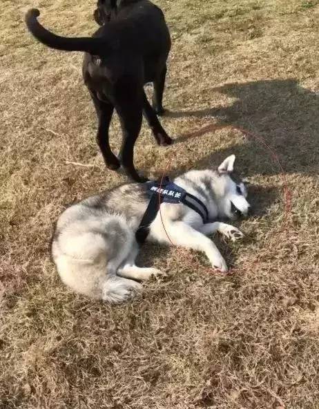 哈士奇跟卡斯罗打架谁最厉害,哈士奇遇上博美