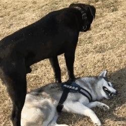 哈士奇跟卡斯罗打架谁最厉害,哈士奇遇上博美