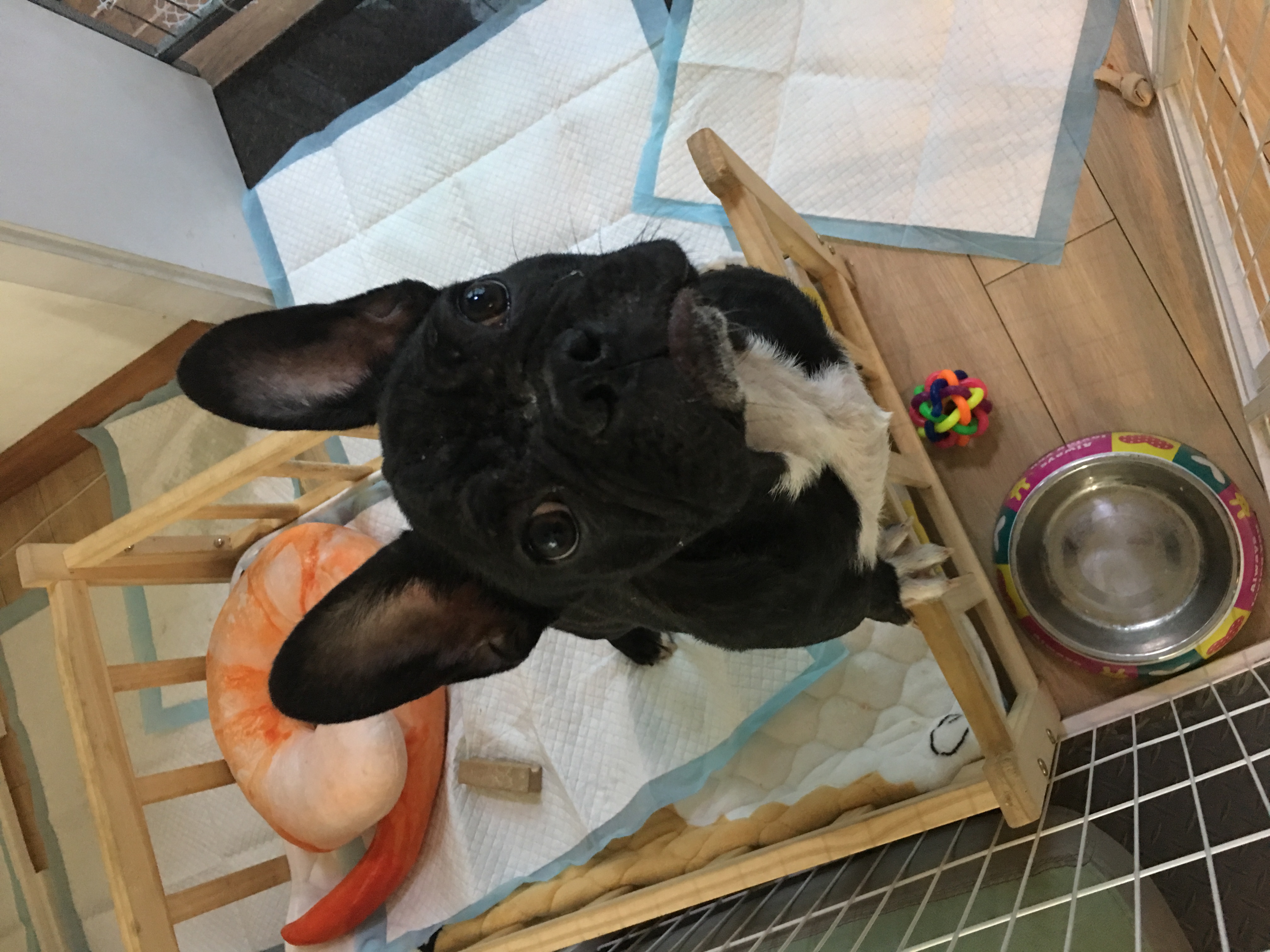 法斗皮肤病一直治不好怎么办,法斗皮肤病治疗多少钱