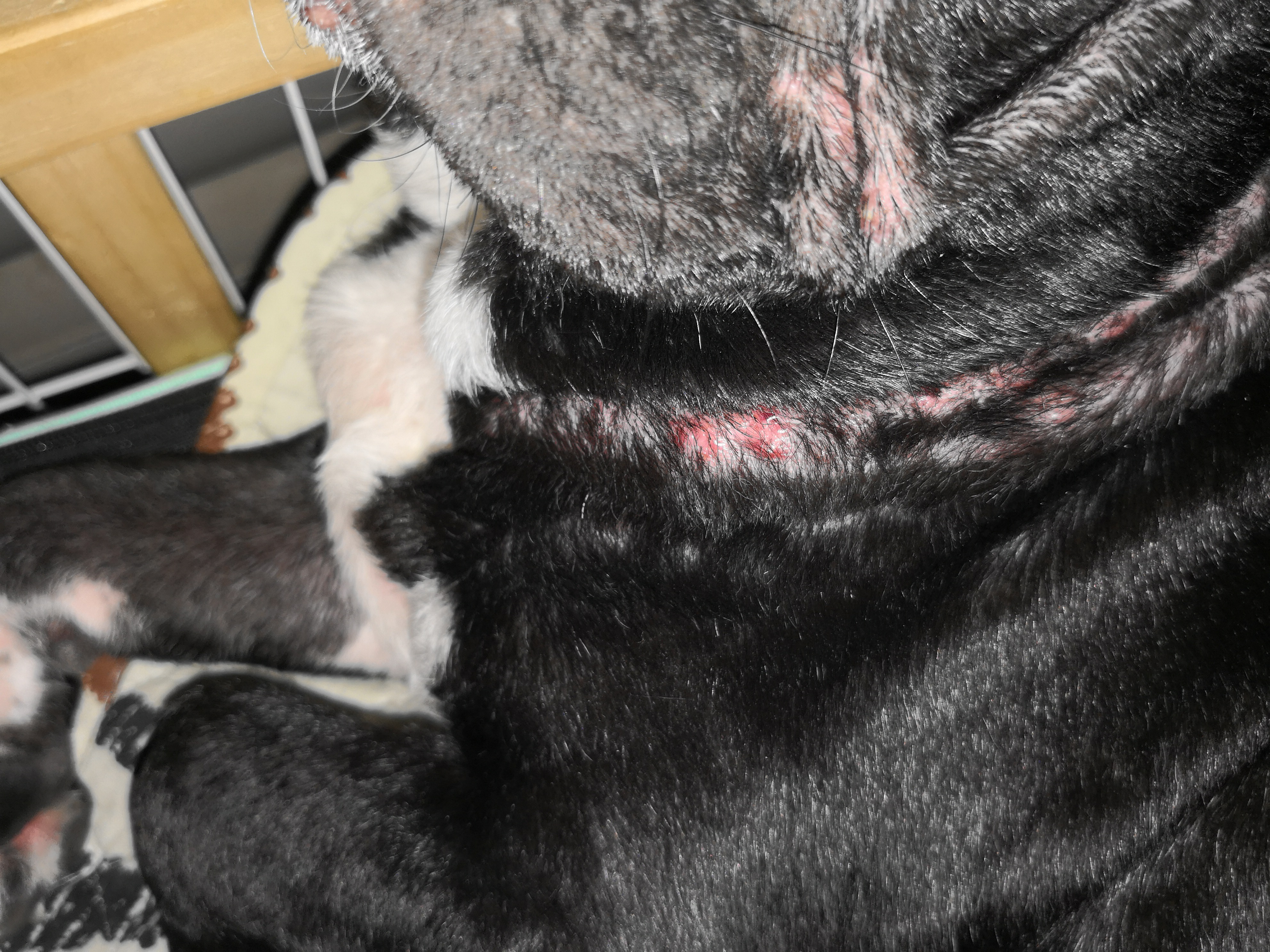 法斗皮肤病一直治不好怎么办,法斗皮肤病治疗多少钱