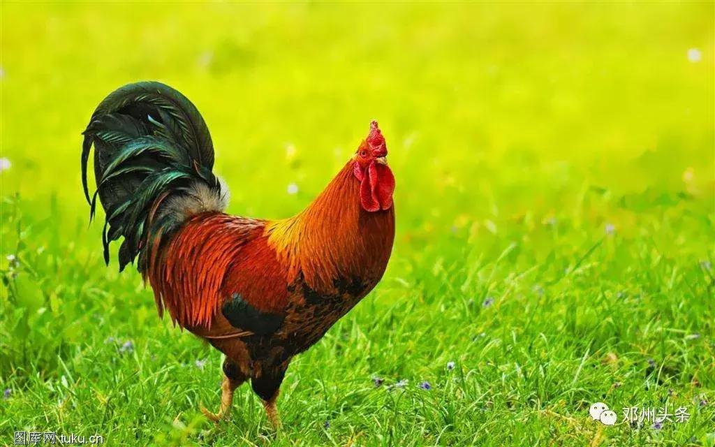 邓州的风土人情,乡土乡情邓州