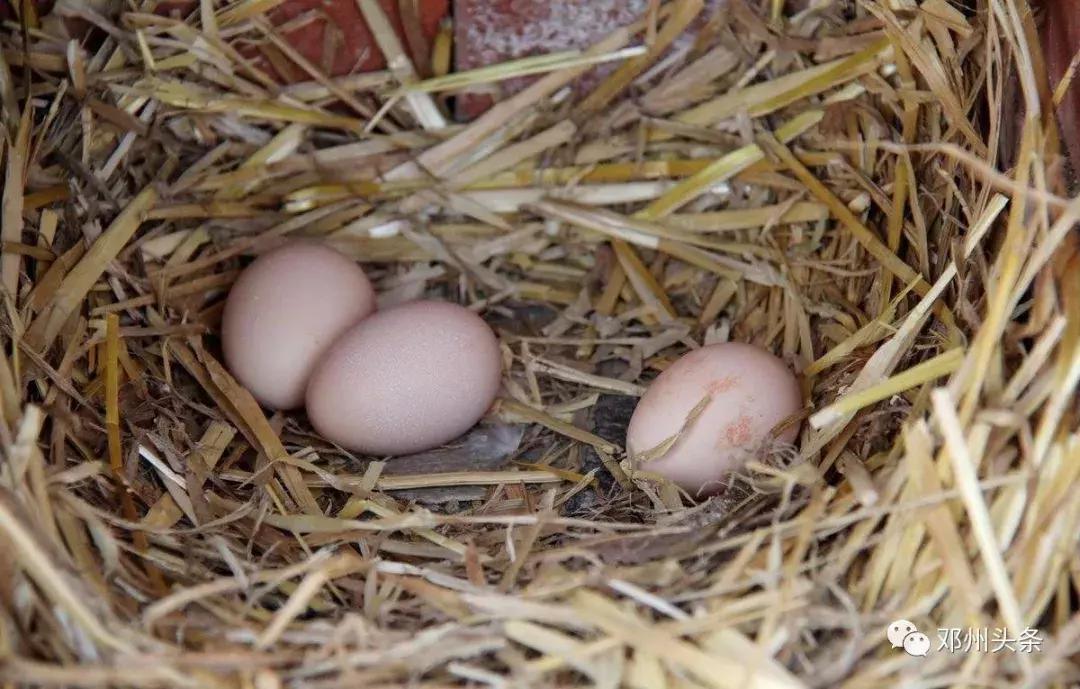 邓州的风土人情,乡土乡情邓州