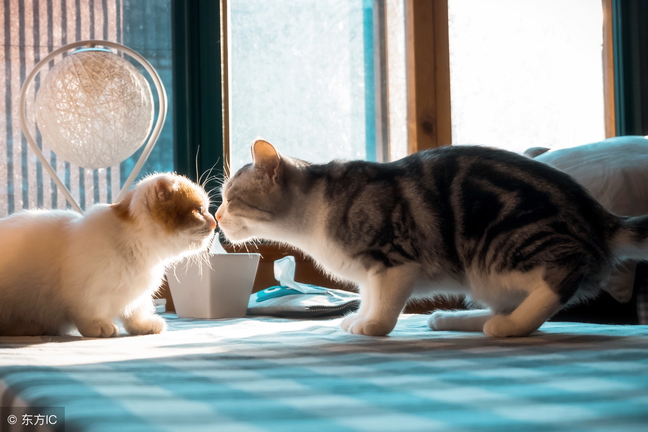 猫舍猫癣防治,猫癣猫要保持卫生吗