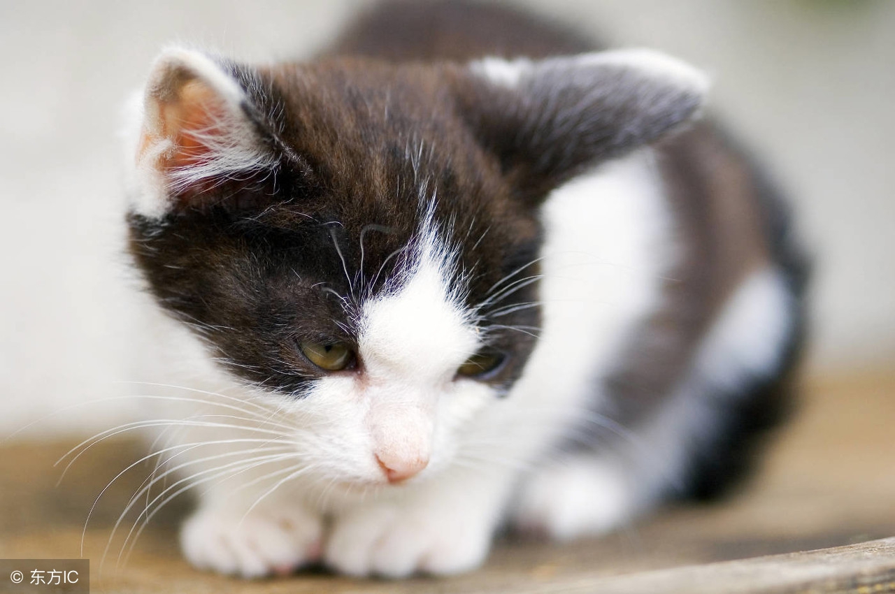 猫舍猫癣防治,猫癣猫要保持卫生吗