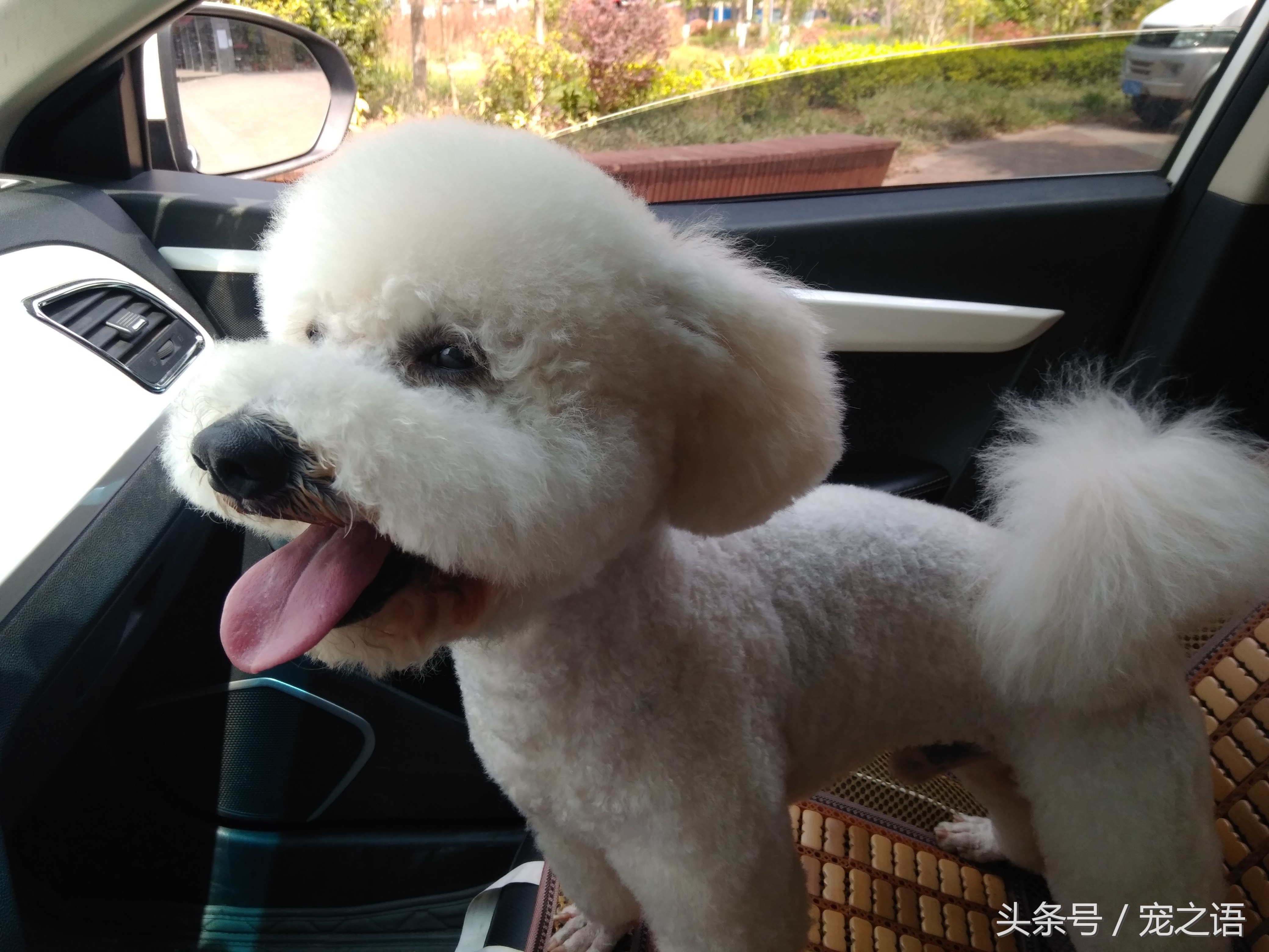 带着狗狗去旅游要准备什么,带狗狗旅行需要注意什么